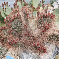winterharter Kaktus