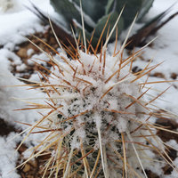 Kaktus im Schnee