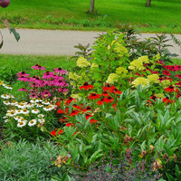 verschiedene trockenheitsliebende Pflanzen