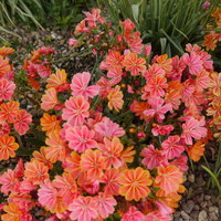 Freilandsukkulenten in rosa