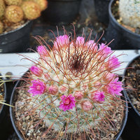 Zimmerkaktus mit rosa Blüten