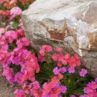 Freilandsukkulenten von Röttinger Kakteengarten Gärtnerei