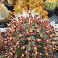 Zimmerkaktus von Röttinger Kakteengarten Gärtnerei