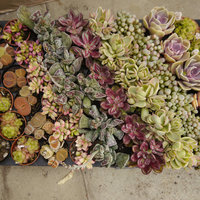 Zimmerkakteen von Röttinger Kakteengarten Gärtnerei