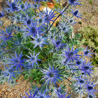 Trockenheitsliebende Pflanze blau blühend