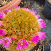 rosa blühender Zimmerkaktus