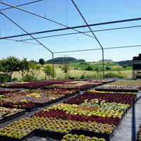 Gewächshaus von Röttinger Kakteengarten Gärtnerei