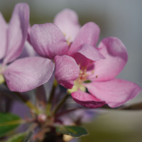 rosa Apfelblüte