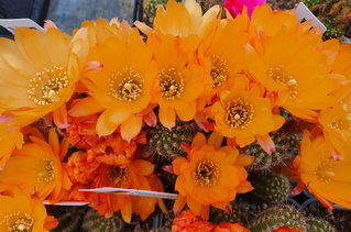 gelbe Kannenpflanzen